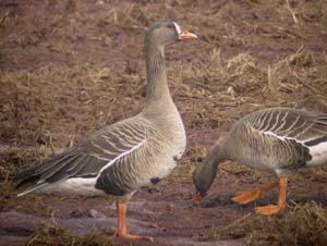 マガンの成鳥 （写真提供AT）の画像