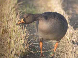 マガンの幼鳥 （写真提供AT）の画像