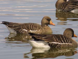 マガンの若鳥（生まれた翌年の春）の画像