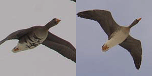 マガンの成鳥（左）と若鳥（右）の画像