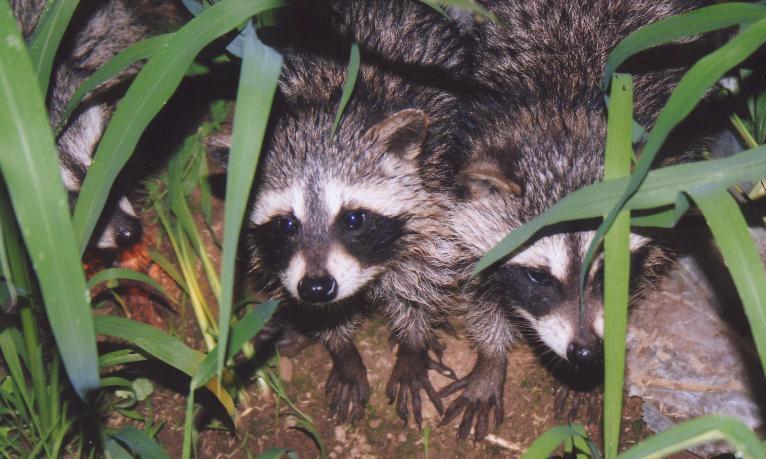 アライグマとはどんな動物の画像