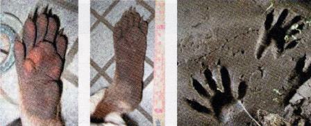 アライグマ手足の画像