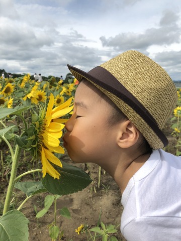 ひまわり大好き.の画像