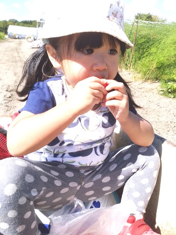 大地の恵の画像