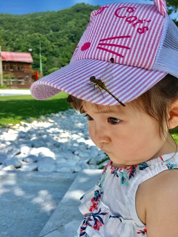 娘とアルテとトンボとの画像