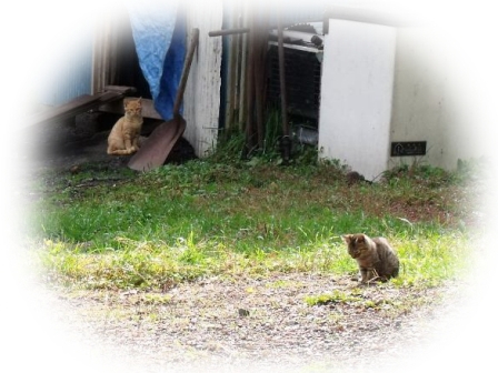 捨てられた動物の気持ち 考えたことはありますか 美唄市ホームページ