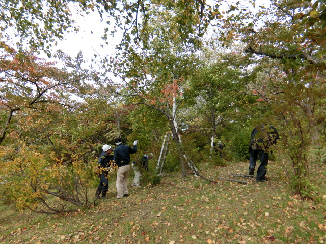 東明公園樹木手入れボランティアの画像