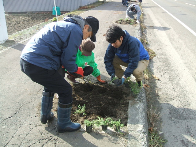 芝桜の植栽会の画像