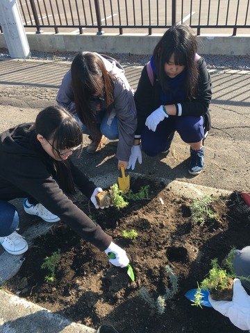 10月15日　芝桜植栽の画像