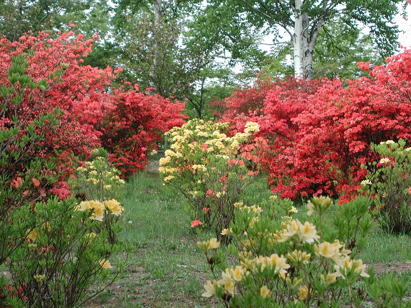 市の花（ツツジ）の画像