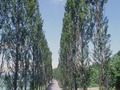 市の木（ポプラ）の画像