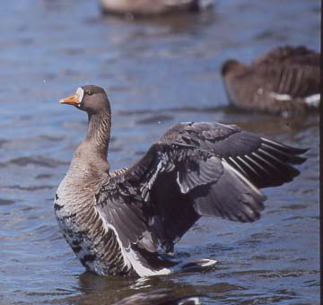 市の鳥（マガン）の画像