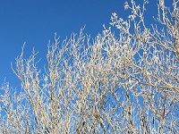 雪化粧_2の画像