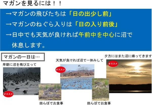 マガンを見るには画像