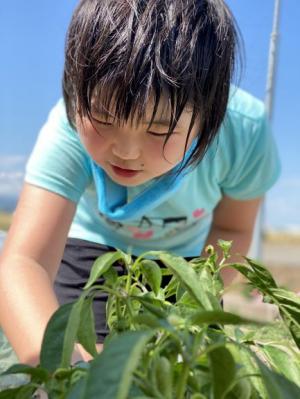 農家の孫は忙しい