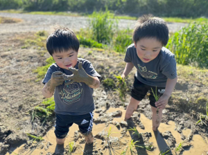 田植えはじめました！