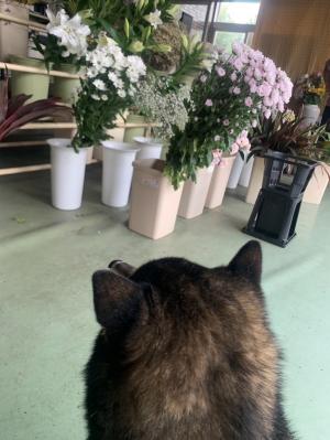 花3