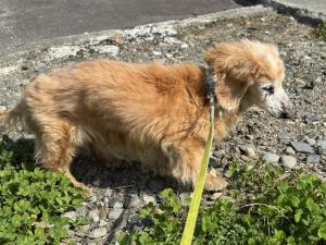 犬を保護しています