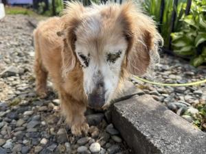 犬を保護しています