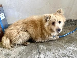 犬2