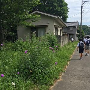 草木の繁茂について